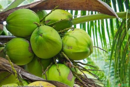 ADUBO PARA COQUEIROS Imagem ADUBO PARA COQUEIROS