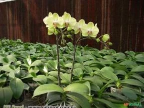 ADUBO PARA ORQUÍDEA EM CRESCIMENTO