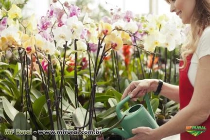 Adubo foliar para orquídea em floração Imagem Adubo foliar para orquídea em floração