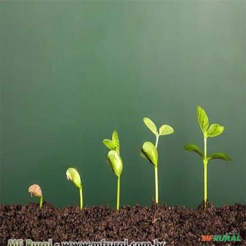 ADUBO PARA RESISTÊNCIA DAS PLANTAS Imagem ADUBO PARA RESISTÊNCIA DAS PLANTAS