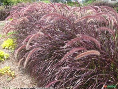 CAPIM DOS TEXAS RUBRO (Pennisetum setaceum rubrum) Imagem CAPIM DOS TEXAS RUBRO (Pennisetum setaceum rubrum)