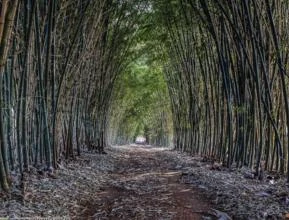 Bambu Verde Gigante - A cerca fecha em 4 meses.