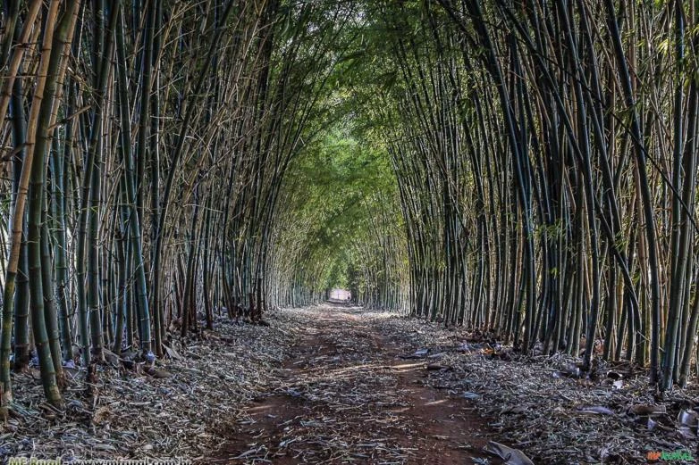 Bambu Verde Gigante - A cerca fecha em 4 meses. 