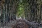 Bambu Verde Gigante - A cerca fecha em 4 meses. 