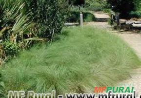 CAPIM CHORÃO - CAPIM BARBA DE BODE (Eragrostis curvula)