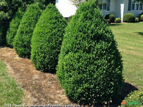 BUXINHO (Buxus sempervirens)  Imagem BUXINHO (Buxus sempervirens)