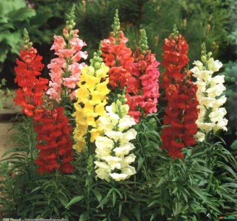 BOCA DE LEÃO (Antirrhinum majus) SAZONAL - DISPONIBILIDADE A PARTIR DE MAIO