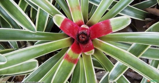 BROMÉLIA (Neoregelia sheba) Imagem BROMÉLIA (Neoregelia sheba)