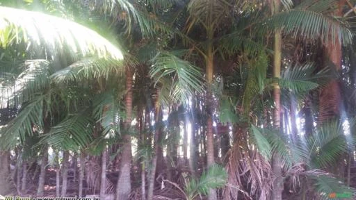 Palmeira Real (Archontophoenix cunninghamiana)