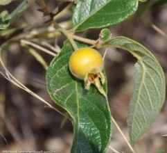 Gabiroba (Campomanesia xanthocarpa)