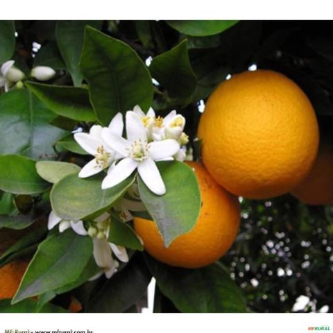 Laranja Azeda (Citrus Aurantium) Imagem Laranja Azeda (Citrus Aurantium)
