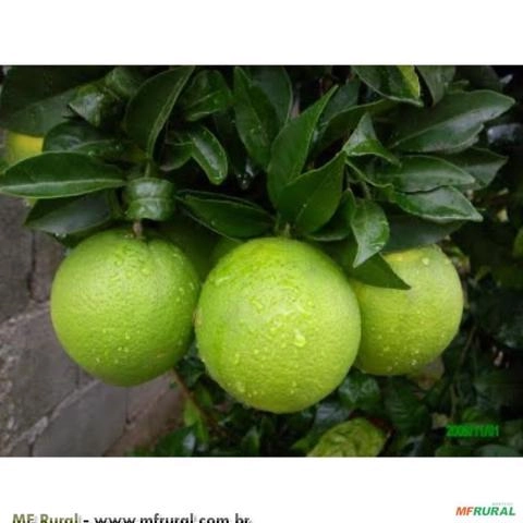 Laranja Lima Verde (Citrus Sinensis) Imagem Laranja Lima Verde (Citrus Sinensis)