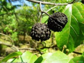 Mutambo ou Algodão do Mato (Guazuma ulmifolia)