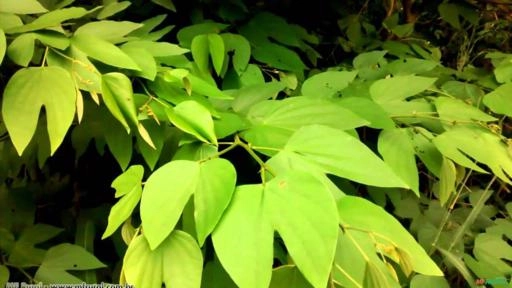 Pata De Vaca (Bauhinea forficata) Imagem Pata De Vaca (Bauhinea forficata)