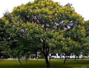 Pau Brasil (Caesalpinea echinata ou Paubrasilia echinata)