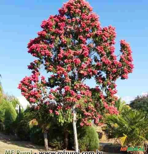 Pau formiga (Triplaris Americana) Imagem Pau formiga (Triplaris Americana)
