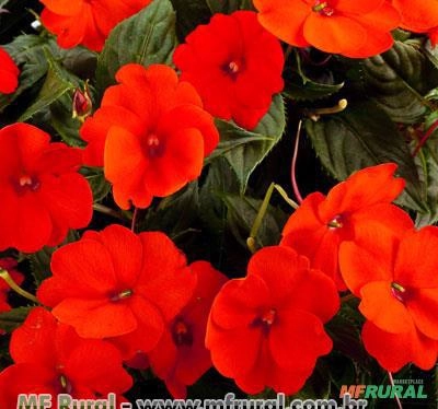 BEIJO ALEMÃO (Impatiens hawkeri) Imagem BEIJO ALEMÃO (Impatiens hawkeri)