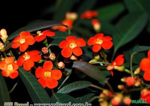 CHIQUITA BACANA (Euphorbia fulgens) Imagem CHIQUITA BACANA (Euphorbia fulgens)