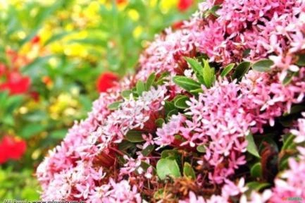 IXÓRIA ROSA (Ixoria undulata) Imagem IXÓRIA ROSA (Ixoria undulata)