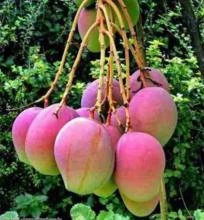 Manga Rosa (Mangifera Indica)