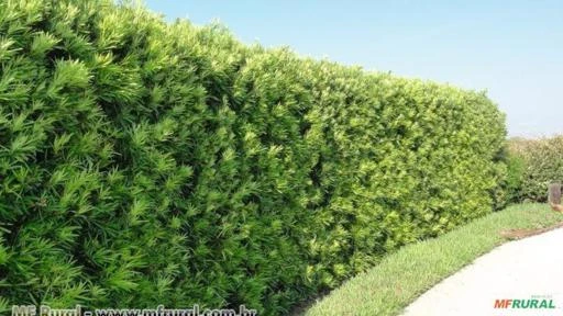 Podocarpos - A cerca fecha em 4 meses. Imagem Podocarpos - A cerca fecha em 4 meses.