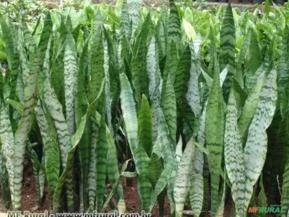 ESPADA DE SANTA RITA OU SÃO JORGE (Sansevieria trifasciata laurentii)