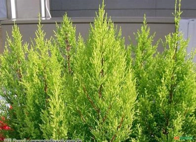 Tuia Holandesa (Cupressus macrocarpa) Imagem Tuia Holandesa (Cupressus macrocarpa)