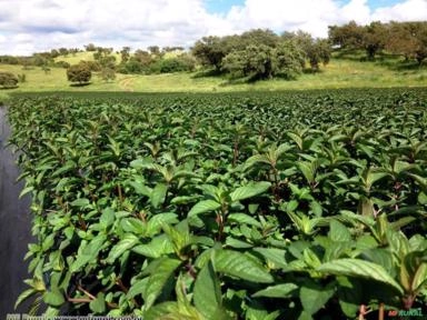 HORTELÃ PIMENTA (Mentha × piperita) Imagem HORTELÃ PIMENTA (Mentha × piperita)
