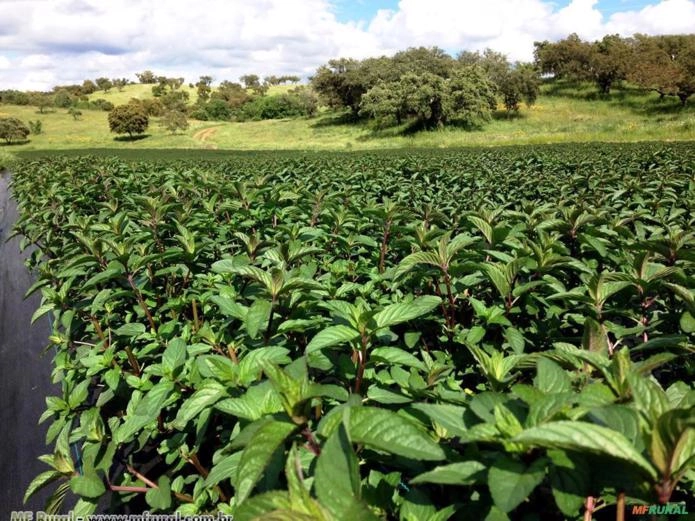 HORTELÃ PIMENTA (Mentha × piperita) Imagem HORTELÃ PIMENTA (Mentha × piperita)