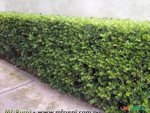 MURTA (Murraya Paniculata) - A cerca fecha em 4 meses. Imagem MURTA (Murraya Paniculata) - A cerca fecha em 4 meses.