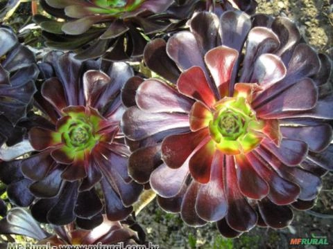 Aeonium Negro (Aeonium Zwartkop - Aeonium arboreum hibrido) - Indisponível - Sob Encomenda Imagem Aeonium Negro (Aeonium Zwartkop - Aeonium arboreum hibrido) - Indisponível - Sob Encomenda