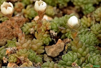 Sedum compactum Imagem Sedum compactum