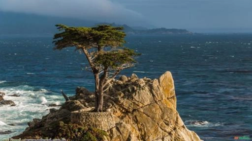 CIPRESTE CALIFÓRNIA ( Cupressus macrocarpa) Imagem CIPRESTE CALIFÓRNIA ( Cupressus macrocarpa)