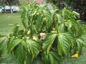 NONI (Rubiaceae)