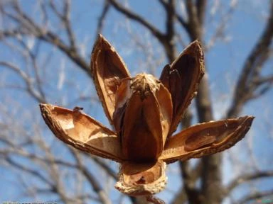 CEDRO ROSA (Cedrela fissilis )