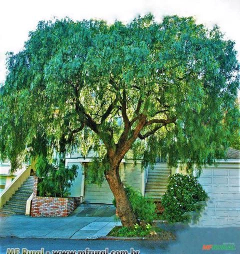 AROEIRA SALSA ( Schinus molle) Imagem AROEIRA SALSA ( Schinus molle)