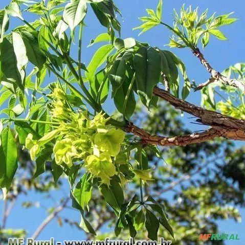 IPÊ CAROBA VERDE ( Cybistax antisyphilitica) Sujeito a sazonalidade Imagem IPÊ CAROBA VERDE ( Cybistax antisyphilitica) Sujeito a sazonalidade