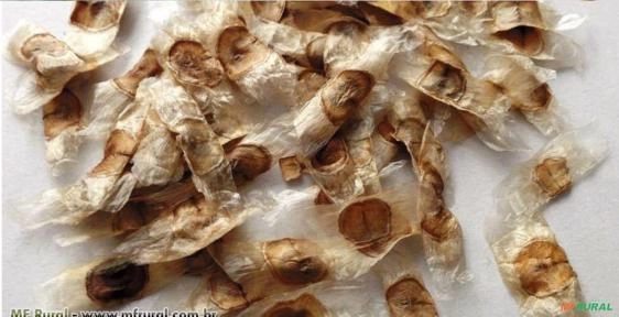 IPÊ AMARELO DOURADO/CASCUDO (Tabebuia chrysotricha) Imagem IPÊ AMARELO DOURADO/CASCUDO (Tabebuia chrysotricha)