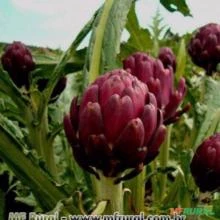 ALCACHOFRA ROXA ROMANA ( Cynara cardunculus subsp. Scolymus.)