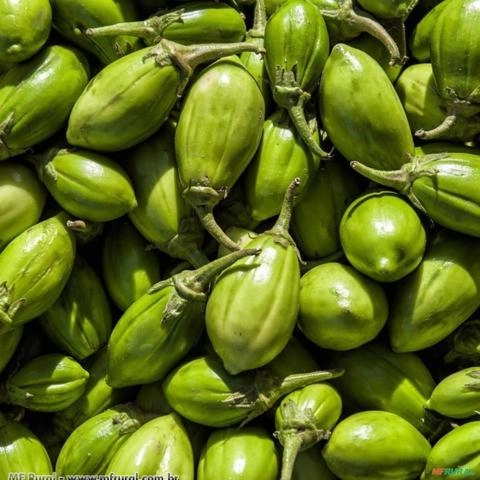 JILO TINGUA VERDE CLARO (Solanun gilo.) Imagem JILO TINGUA VERDE CLARO (Solanun gilo.)