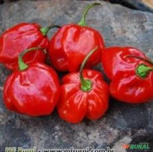 PIMENTA BOYRA HABANERO VERMELHA ( Capsicum frutescens.)