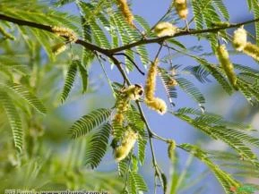 ANGICO AMARELO ( Parapiptadenia rigida)