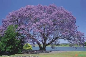 JACARANDA BRANCO ( Jacaranda cuspidifolia.) Sujeito a sazonalidade