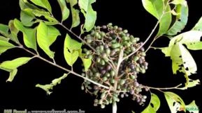 PEITO DE POMBO (Tapirira guianensis) - sujeito a sazonalidade