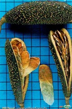 PEROBA ROSA ( Aspidosperma polyneuron ) INDISPONÍVEL NO MOMENTO – sujeito a sazonalidade - Encomenda PEROBA ROSA ( Aspidosperma polyneuron ) INDISPONÍVEL NO MOMENTO – sujeito a sazonalidade - Encomenda