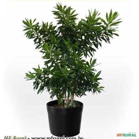 Pleomele Verde (Dracena reflexa) Imagem Pleomele Verde (Dracena reflexa)