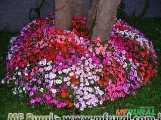 Maria Sem Vergonha (Impatiens walleriana) Imagem Maria Sem Vergonha (Impatiens walleriana)