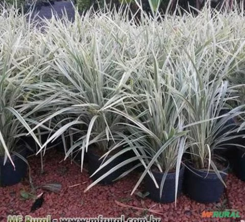 BARBA DE SERPENTE (Ophiopogon jaburan) Imagem BARBA DE SERPENTE (Ophiopogon jaburan)