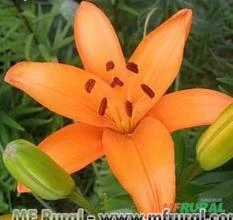 LÍRIO LARANJA (Lilium bulbiferum)