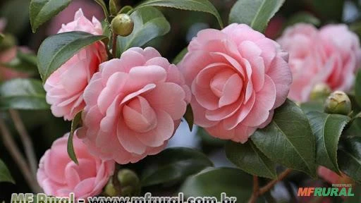 CAMÉLIA CORES (Camellia L)